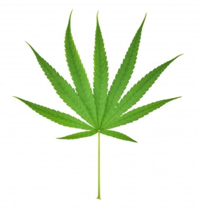 marijuana leaf